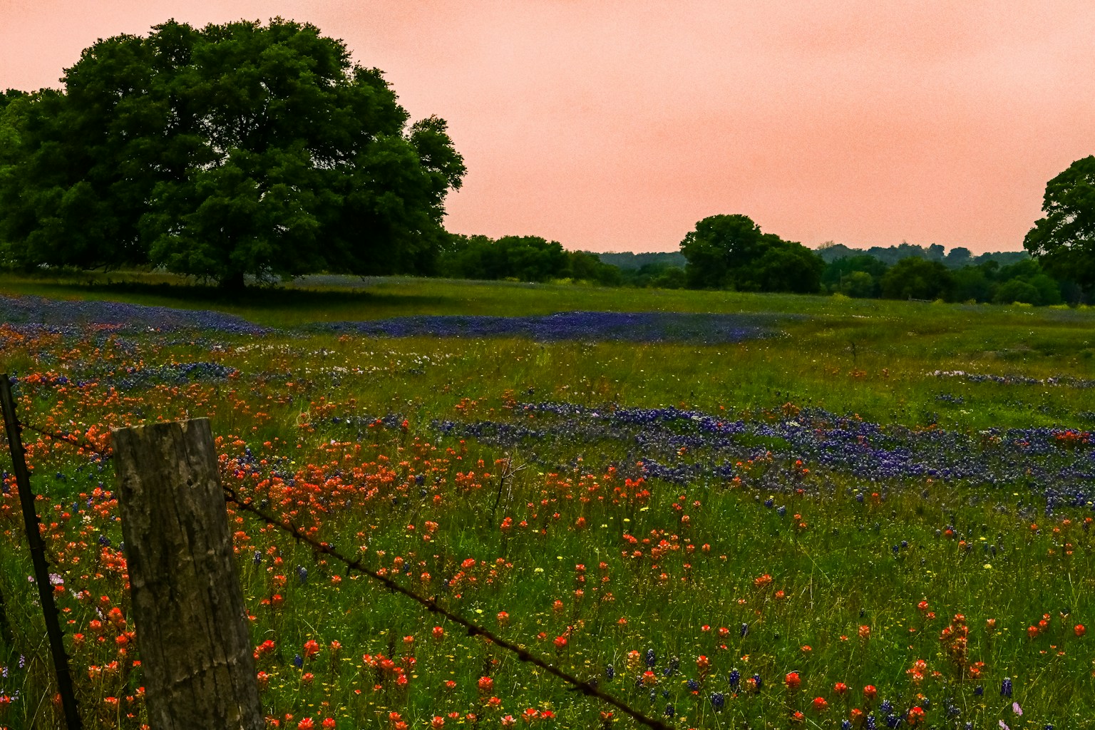 Texas wildflower field representing rural areas eligible for USDA loans near Austin
